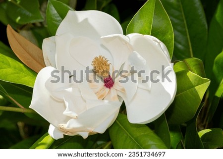 Similar – Image, Stock Photo Blooming magnolia