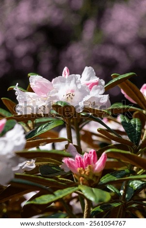 Similar – Image, Stock Photo Pink rhododendron flower heads on stem with green leaves on a bush. Floral close up, macro photo.