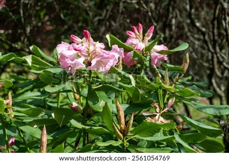 Similar – Image, Stock Photo Pink rhododendron flower heads on stem with green leaves on a bush. Floral close up, macro photo.