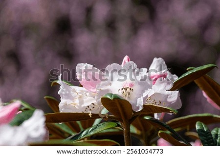 Similar – Image, Stock Photo Pink rhododendron flower heads on stem with green leaves on a bush. Floral close up, macro photo.