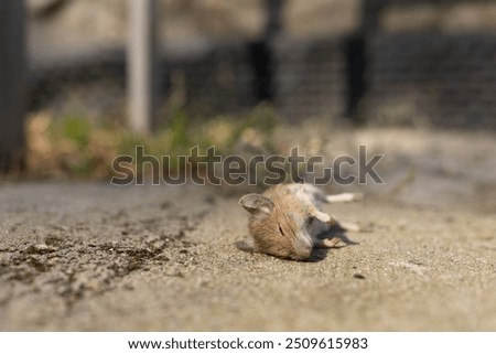 Similar – Image, Stock Photo dead mouse Animal Mouse