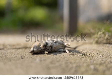 Similar – Image, Stock Photo dead mouse Animal Mouse