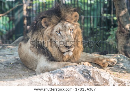 Lion sleep on rock