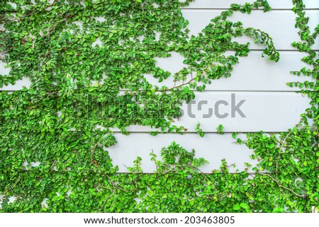 Green Creeper Plant growing on wood wall