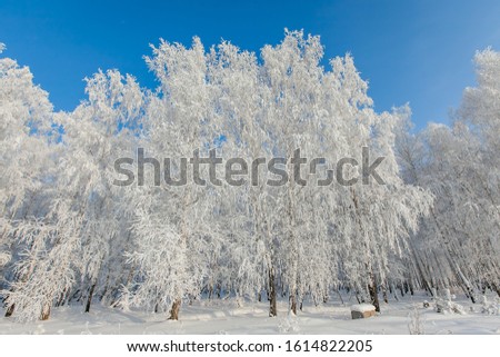 Similar – Image, Stock Photo Birches in the winter