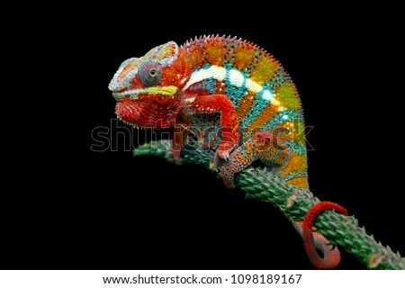 Chameleon with black backround, beautiful of chameleon, chameleon  branch, chameleon panther