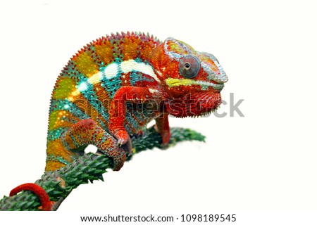 Chameleon with white backround, beautiful of chameleon, chameleon  branch, chameleon panther