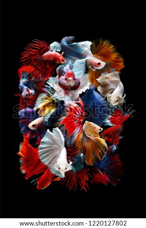 Beautiful color of betta fish