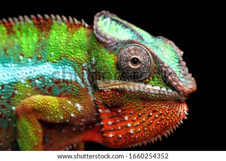 Beautiful of chameleon panther, chameleon panther on branch, chameleon panther closeup, Chameleon panther on branch with black backround,