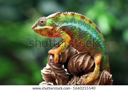 Beautiful of chameleon panther, chameleon panther on branch, chameleon panther closeup face, Chameleon panther closeup