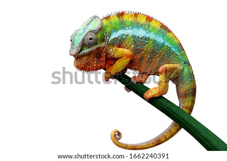 Beautiful color of chameleon panther, chameleon panther on dry leaves, chameleon panther closeup, Chameleon panther on branch with white backround,