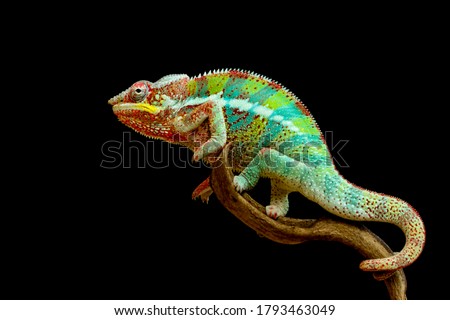 Beautiful color of chameleon panther, chameleon panther on branch, chameleon panther climbing on branch with black background