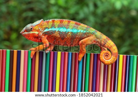 Chameleon panther tries to camouflage on colored pencils, Beautiful of chameleon panther, chameleon panther on colored pencils