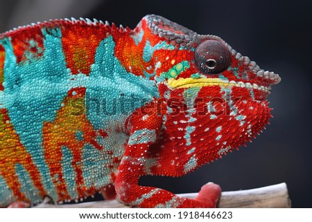 Closeup headl of chameleon panther, chameleon panther climbing on branch, beautiful color of chameleon panther