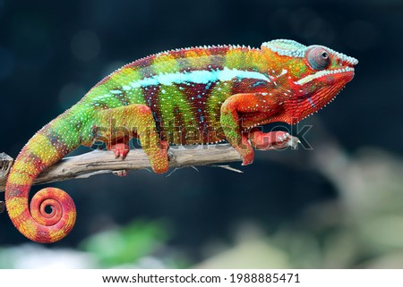 Beautiful of chameleon panther ambilobe, chameleon panther on branch, chameleon panther closeup