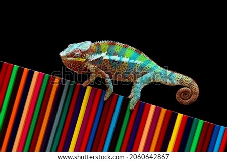 Chameleon panther tries to camouflage on colored pencils, Beautiful of chameleon panther, chameleon panther on colored pencils