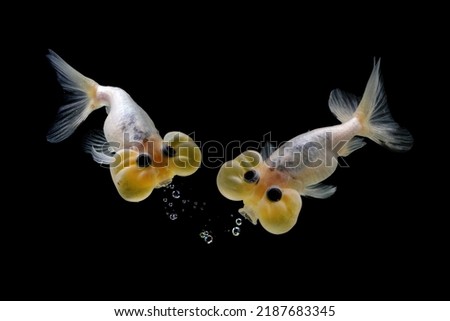 Two Bubble eye goldfish moveing popping bubbles from his mouth on black background, Closeup Bubble eye fish face to face