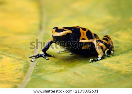 Dendrobates leucomelas closeup,  Dart frog closeup on leaves, Dart Frog closeup ストックフォト © 