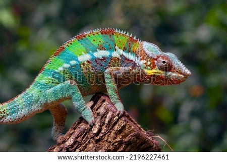 Beautiful color of chameleon panther, chameleon panther on wood with natural background