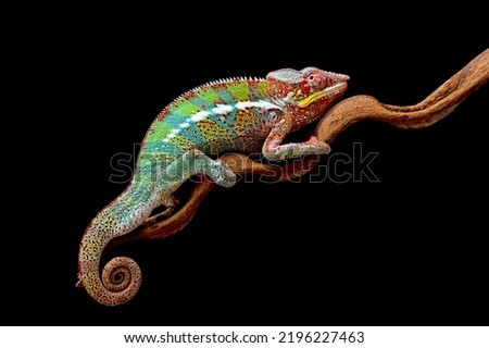 Chameleon panther walking on spiral wood, chameleon panther on black background