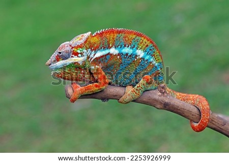Beautiful of panther chameleon on wood, The panther chameleon on tree, Panther chameleon closeup with natural background