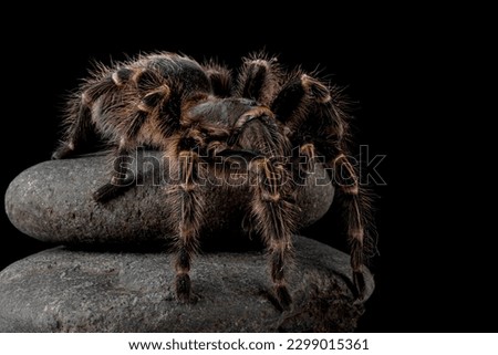 Image, Stock Photo Insect on hairy knee. To sting or not to sting, that is the question here.