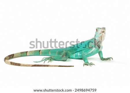 Similar – Image, Stock Photo Endangered Green Iguana in Tree, Guadeloupe, Caribbean