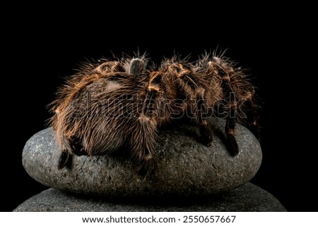 Similar – Image, Stock Photo Insect on hairy knee. To sting or not to sting, that is the question here.