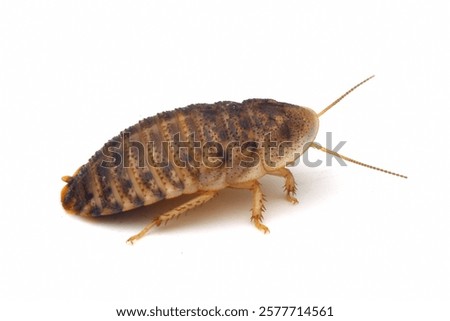 Similar – Image, Stock Photo Insect on hairy knee. To sting or not to sting, that is the question here.