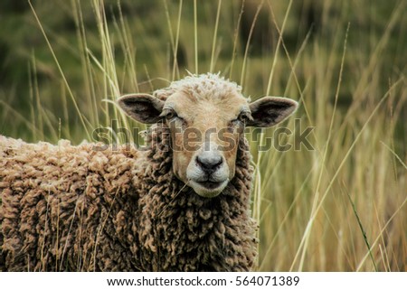 Similar – Image, Stock Photo Watch sheep approaching