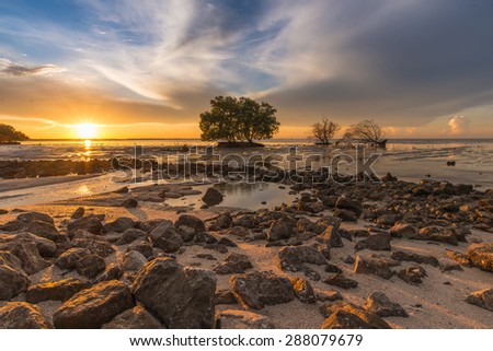 Mangrove forest during sunrise. Beautiful natural seascape
