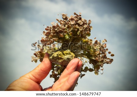 Marine algae in hand