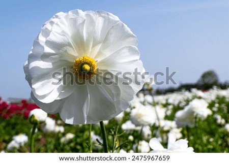 Similar – Foto Bild Hahnenfuß Hahnenfuß Blumen in verschiedenen Farben