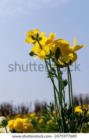 Similar – Foto Bild Hahnenfuß Hahnenfuß Blumen in verschiedenen Farben