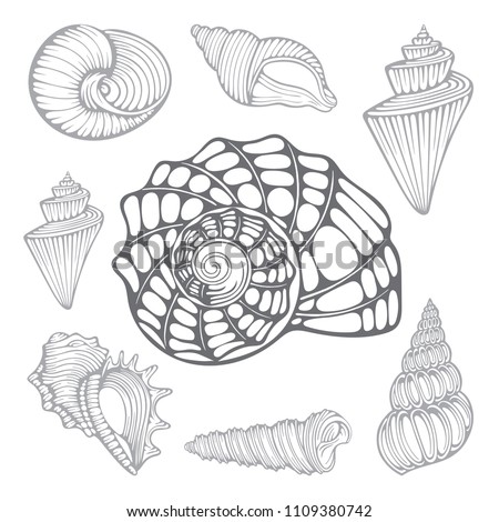 Nautilus Shell Drawing At Getdrawings Free Download