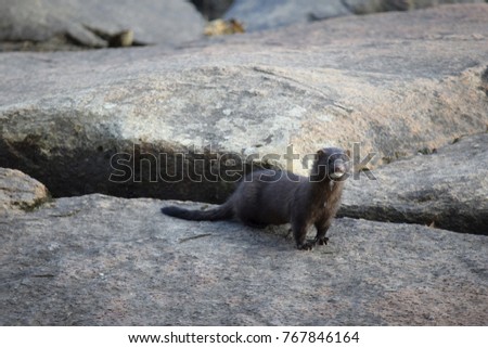 Wild mink watching in search of preys, its head held high, rock background, landscape Stockfoto © 
