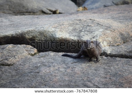 Wild mink watching in search of preys, its head turned over its left front leg, rock background, landscape Stockfoto © 
