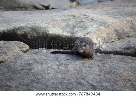 Wild mink watching in search of preys, its head held low and turned on left, rock background, landscape Stockfoto © 