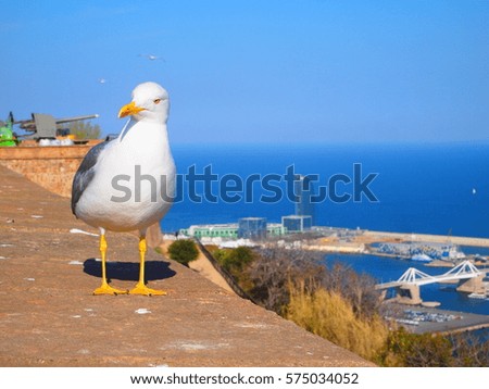 Similar – Image, Stock Photo Sea of doves Barcelona