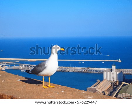 Similar – Image, Stock Photo Sea of doves Barcelona