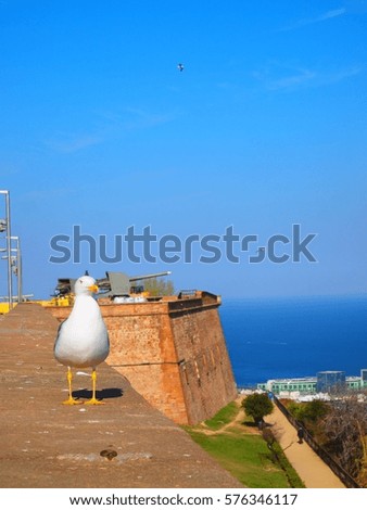 Similar – Image, Stock Photo Sea of doves Barcelona