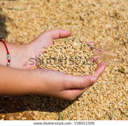 Rice seed in hand