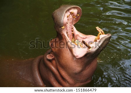 Hippo\'s mouth open in the water