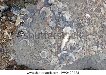 Above close-up view of a tidal rock pool with clean clear water and many seashells Stock foto © 