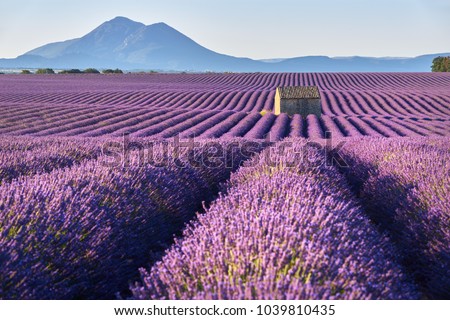 Lavender fields in Plateau de Valensole with a stone house in Summer. Alpes de Haute Provence, PACA Region, France Stok fotoğraf © 