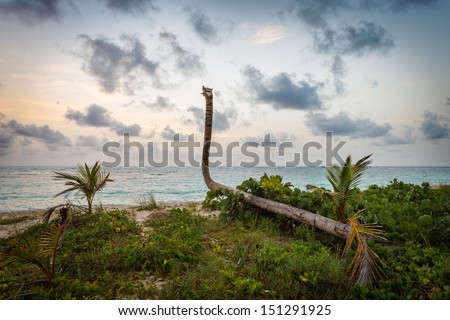 Palm trees on a Punta Cana beach at dawn. Pastel colors enhance the early hour atmosphere of this exotic setting in the Dominican Republic.