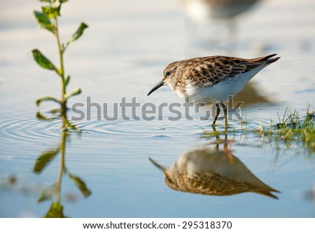 Sandpiper (scolopacidae, shorebird) making ripples in water at the edge of Jamaica Bay, Queens, New York City