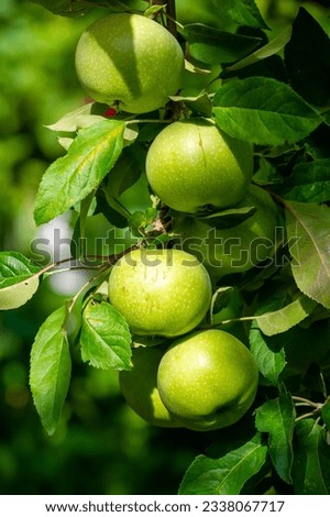 Image, Stock Photo apple orchard Plant Summer