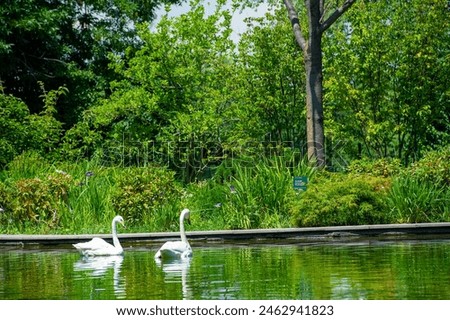 Similar – Image, Stock Photo swans in sunlight and shadow. White stripes of birch trees.