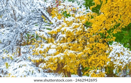 Similar – Image, Stock Photo first snow in the Black Forest